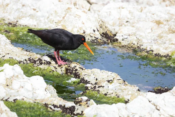 Neuseelaendischer Austernfischer Variabel Ostronfångare Haematopus Unicolor — Stockfoto