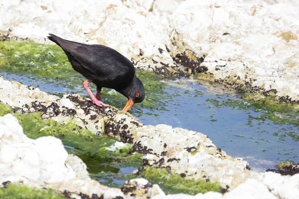 Neuseelaendischer Austernfischer Variabel Ostronfångare Haematopus Unicolor — Stockfoto