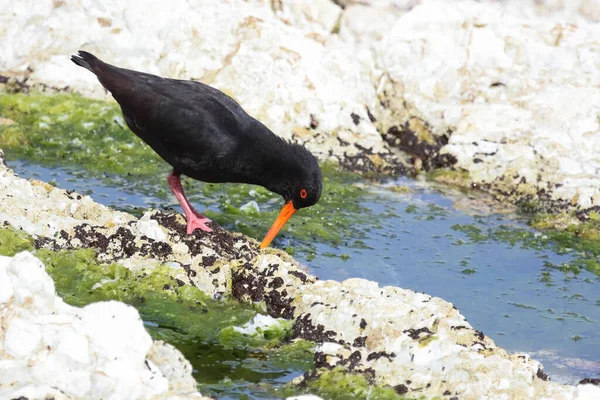 Neuseelaendischer Austernfischer Variabel Ostronfångare Haematopus Unicolor — Stockfoto