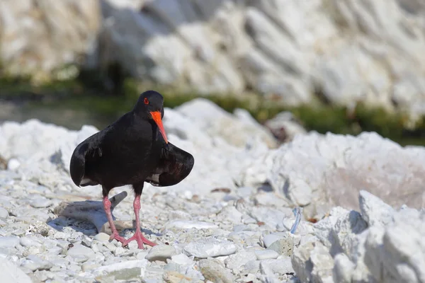 Neuseelaendischer Austernfischer Oystercatcher Variable Haematopus Unicolor — Photo