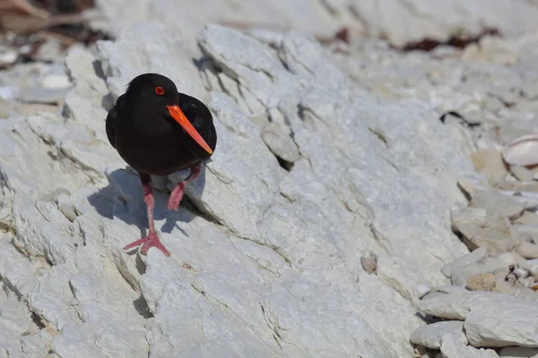 Neuseelaendischer Austernfischer Variabel Ostronfångare Haematopus Unicolor — Stockfoto