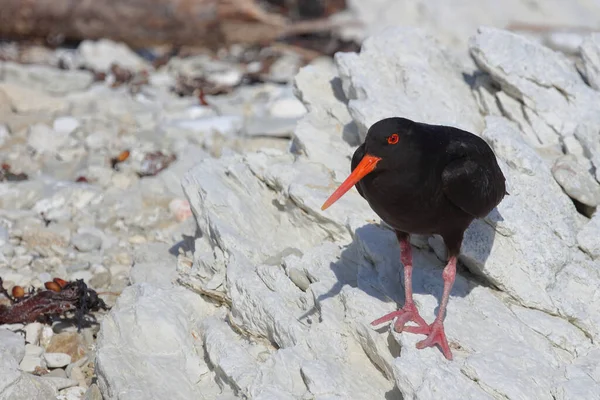 Neuseelaendischer Austernfischer Variabel Ostronfångare Haematopus Unicolor — Stockfoto