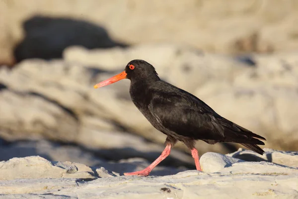 Neuseelaendischer Austernfischer Captador Ostras Variable Haematopus Unicolor — Foto de Stock