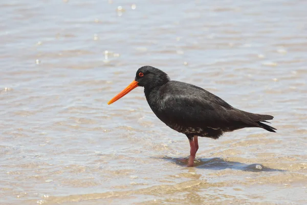 Neuseelaendischer Austernfischer Variabler Austernfischer Haematopus Unicolor — Stockfoto