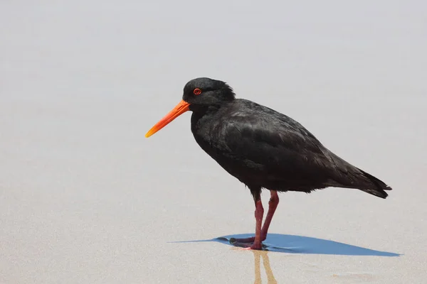 Neuseelaendischer Austernfischer Variabel Ostronfångare Haematopus Unicolor — Stockfoto