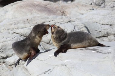 Neuseelaendischer Seebaer / Yeni Zelanda kürk mühürü / Arctocephalus forster