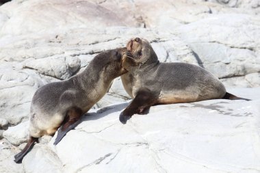 Neuseelaendischer Seebaer / Yeni Zelanda kürk mühürü / Arctocephalus forster