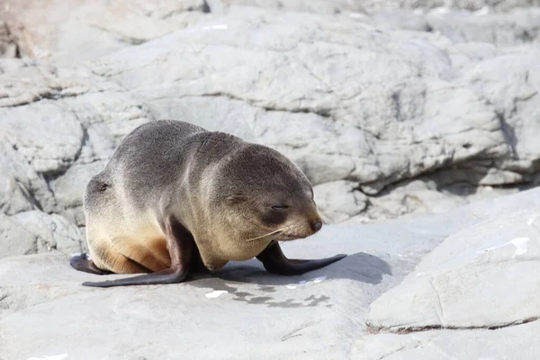 Neuseelaendischer Seebaer Nieuw Zeelandse Pelsrobben Arctocephalus Forsteri — Stockfoto