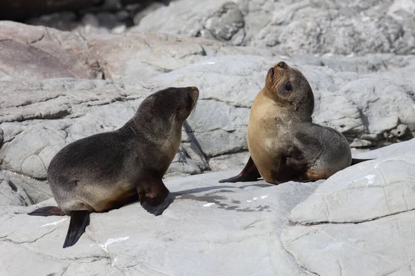 Neuseelaendischer Seebaer Nieuw Zeelandse Pelsrobben Arctocephalus Forsteri — Stockfoto