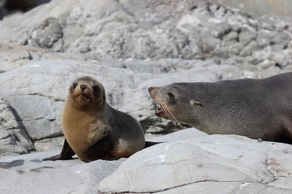 Neuseelaendischer Seebaer Nieuw Zeelandse Pelsrobben Arctocephalus Forsteri — Stockfoto