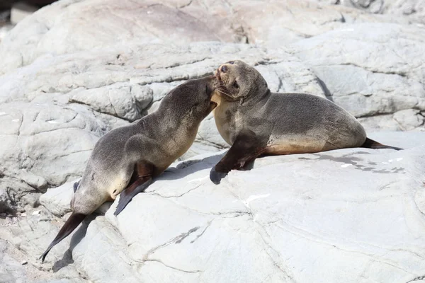 Neuseelaendischer Seebaer Nieuw Zeelandse Pelsrobben Arctocephalus Forsteri — Stockfoto