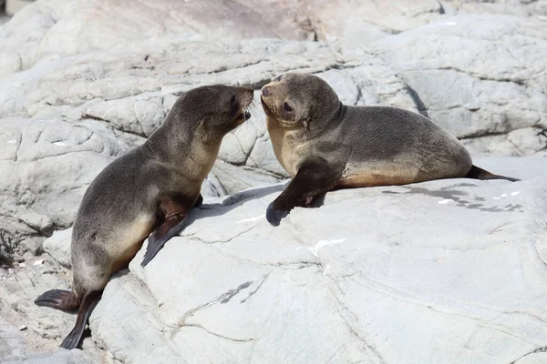 Neuseelaendischer Seebaer Nieuw Zeelandse Pelsrobben Arctocephalus Forsteri — Stockfoto