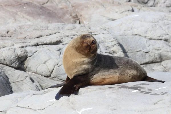 Neuseelaendischer Seebaer Pieczęć Futra Nowozelandzkiego Arctocephalus Forsteri — Zdjęcie stockowe