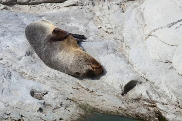 Neuseelaendischer Seebaer Nieuw Zeelandse Pelsrobben Arctocephalus Forsteri — Stockfoto