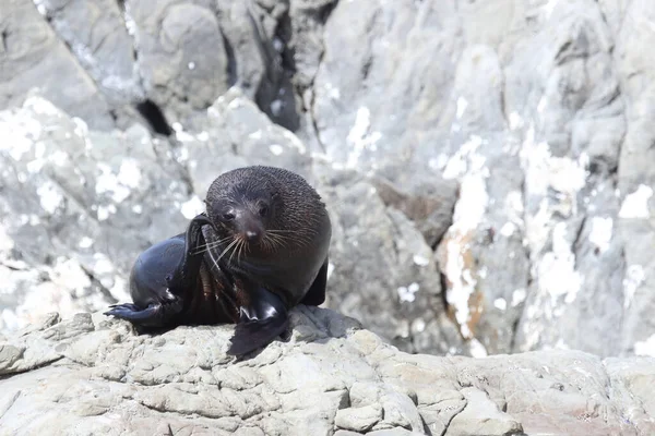 Neuselaendischer Seeber ニュージーランドファーシール Arctocephalus Forsteri — ストック写真