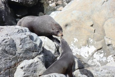 Neuseelaendischer Seebaer / Yeni Zelanda kürk mühürü / Arctocephalus forster
