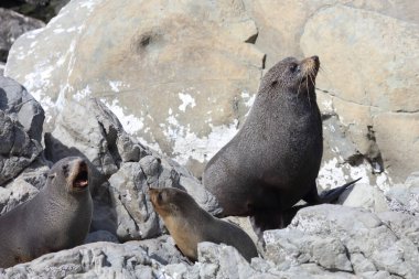 Neuseelaendischer Seebaer / Yeni Zelanda kürk mühürü / Arctocephalus forster