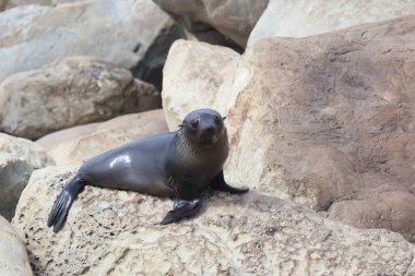 Neuseelaendischer Seebaer / Yeni Zelanda kürk mühürü / Arctocephalus forster