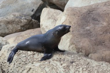 Neuseelaendischer Seebaer / Yeni Zelanda kürk mühürü / Arctocephalus forster