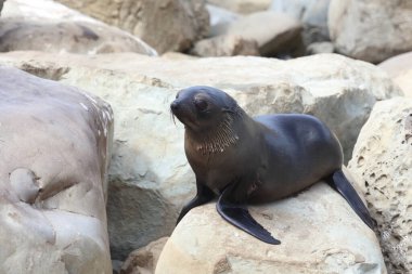 Neuseelaendischer Seebaer / Yeni Zelanda kürk mühürü / Arctocephalus forster