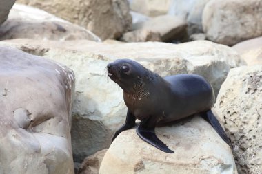 Neuseelaendischer Seebaer / Yeni Zelanda kürk mühürü / Arctocephalus forster
