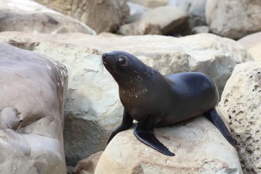Neuseelaendischer Seebaer / Yeni Zelanda kürk mühürü / Arctocephalus forster