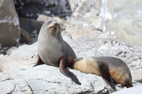 Neuseelaendischer Seebaer New Zealand Fur Seal Arctocephalus Forsteri — Stock Photo, Image