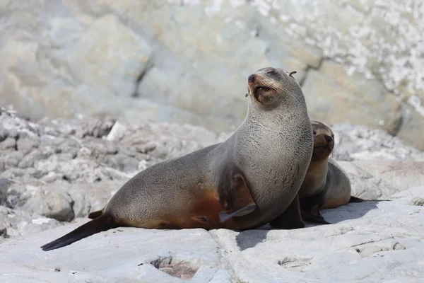 Neuseelaendischer Seebaer Yeni Zelanda Kürk Mühürü Arctocephalus Forster — Stok fotoğraf