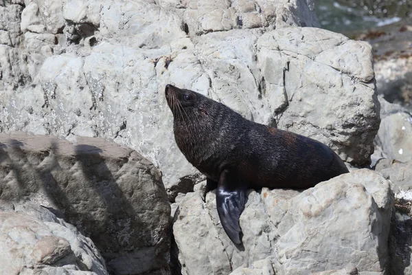 Neuseelaendischer Seebaer Pieczęć Futra Nowozelandzkiego Arctocephalus Forsteri — Zdjęcie stockowe