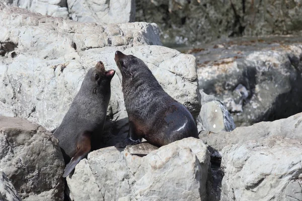 Neuseelaendischer Seebaer Nieuw Zeelandse Pelsrobben Arctocephalus Forsteri — Stockfoto