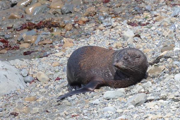 Neuseelaendischer Seebaer Pieczęć Futra Nowozelandzkiego Arctocephalus Forsteri — Zdjęcie stockowe