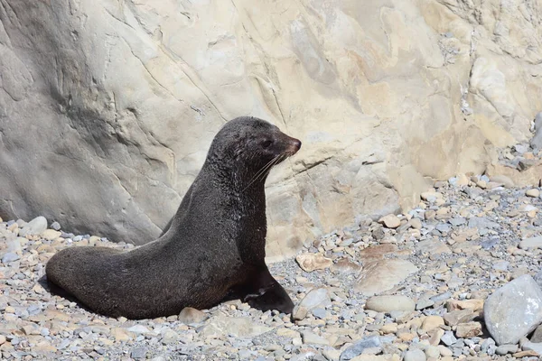 Neuseelaendischer Seebaer Zélandi Prémfóka Arctocephalus Forsteri — Stock Fotó