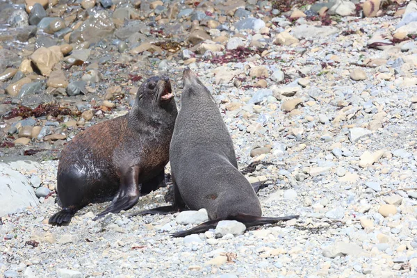 Neuseelaendischer Seebaer Nieuw Zeelandse Pelsrobben Arctocephalus Forsteri — Stockfoto