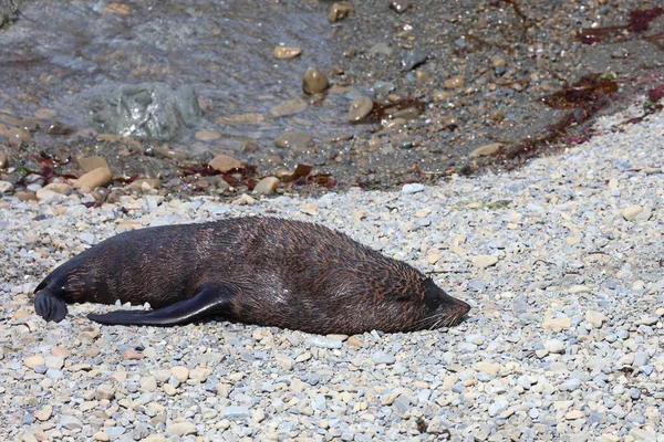 Neuseelaendischer Seebaer Nya Zeelands Pälssäl Arctocephalus Forsteri — Stockfoto