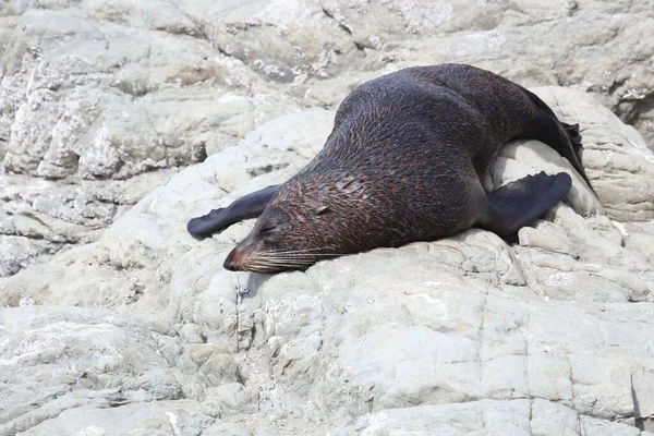 Neuseelaendischer Seebaer Selo Pele Nova Zelândia Arctocephalus Forsteri — Fotografia de Stock