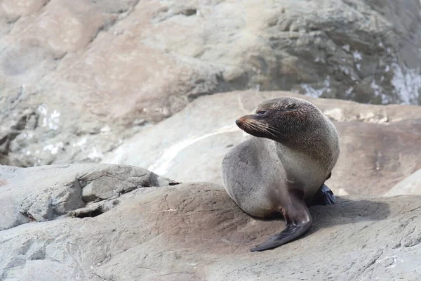 Newuseelaendischer Seebaer New Zealand Fur Seal Arctohead Forsteri — 图库照片