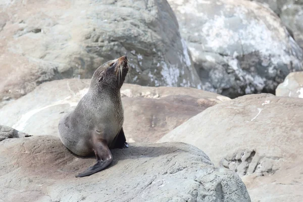 Neuseelaendischer Seebaer Sello Piel Nueva Zelanda Arctocephalus Forsteri —  Fotos de Stock