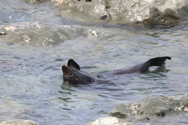 Neuseelaendischer Seebaer New Zealand Fur Seal Arctocephalus Forsteri — 스톡 사진