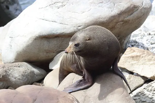 Neuseelaendischer Seebaer New Zealand Fur Seal Arctocephalus Forsteri — Stock Photo, Image