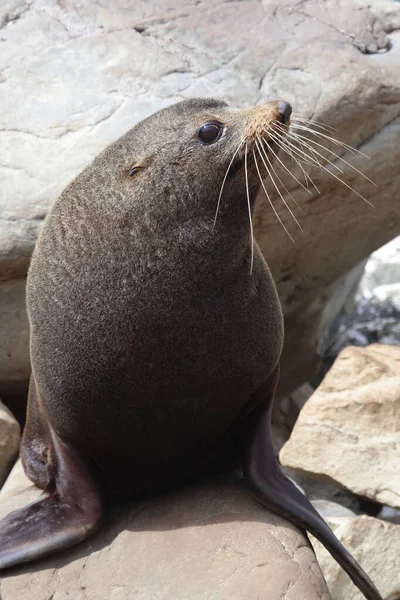 Neuseelaendischer Seebaer แลนด ลขนส Arctocephalus Forsteri — ภาพถ่ายสต็อก