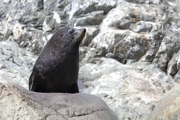 Neuseelaendischer Seebaer Pieczęć Futra Nowozelandzkiego Arctocephalus Forsteri — Zdjęcie stockowe