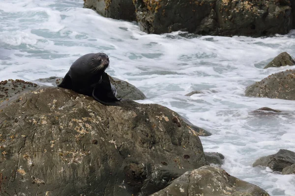 Neuseelaendischer Seebaer แลนด ลขนส Arctocephalus Forsteri — ภาพถ่ายสต็อก