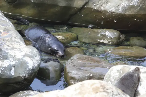 Neuseelaendischer Seebaer New Zealand Fur Seal Arctocephalus Forsteri — 스톡 사진