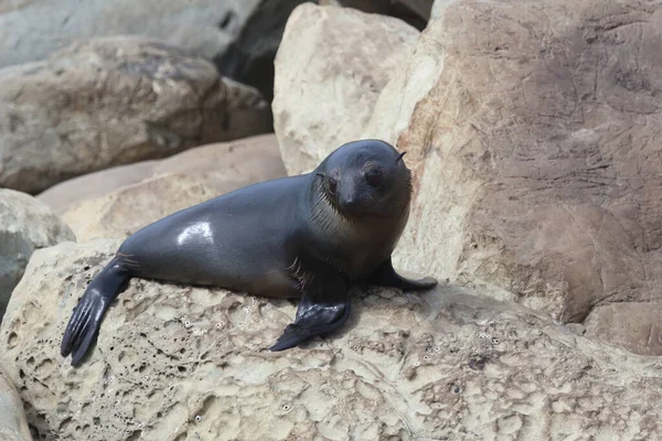 Neuseelaendischer Seebaer New Zealand Fur Seal Arctocephalus Forsteri — Stock Photo, Image