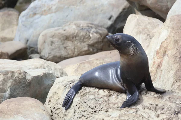 Neuseelaendischer Seebaer Pieczęć Futra Nowozelandzkiego Arctocephalus Forsteri — Zdjęcie stockowe