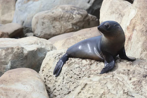 Neuseelaendischer Seebaer Pieczęć Futra Nowozelandzkiego Arctocephalus Forsteri — Zdjęcie stockowe