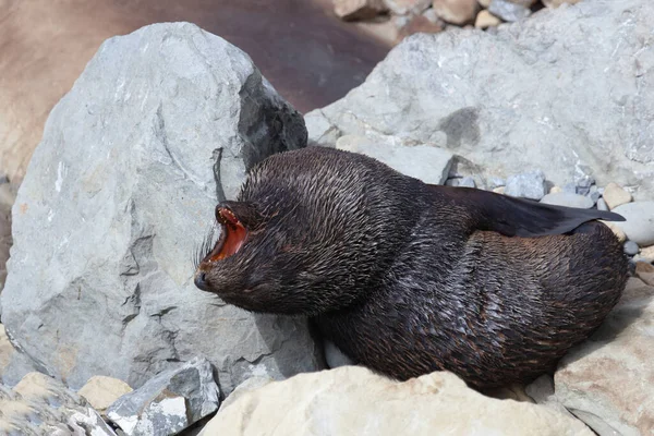 Neuseelaendischer Seebaer New Zealand Fur Seal Arctocephalus Forsteri — 스톡 사진