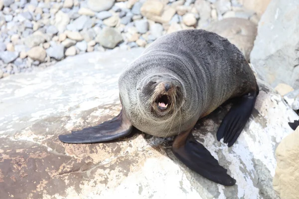 Neuseelaendischer Seebaer Nieuw Zeelandse Pelsrobben Arctocephalus Forsteri — Stockfoto