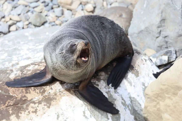 Neuseelaendischer Seebaer New Zealand Fur Seal Arctocephalus Forsteri — Stok Foto