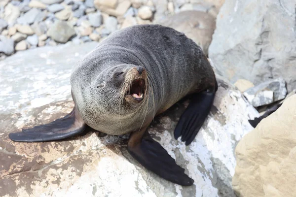 Neuseelaendischer Seebaer Nieuw Zeelandse Pelsrobben Arctocephalus Forsteri — Stockfoto